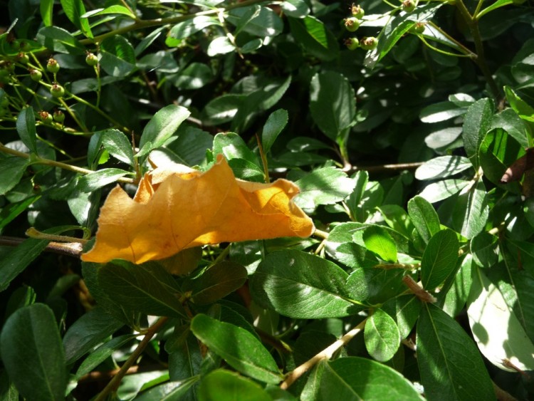 Fonds d'cran Nature Feuilles - Feuillages voil dj  l'automne