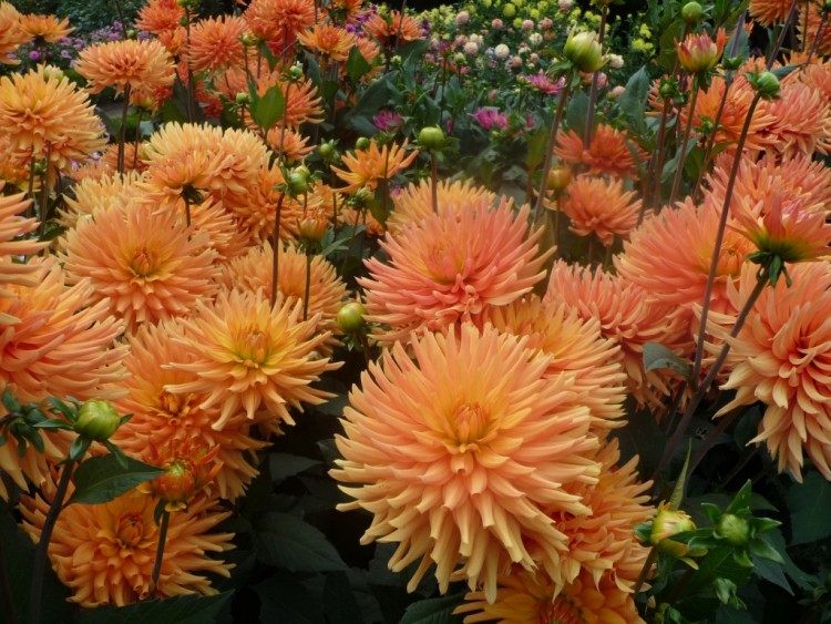 Fonds d'cran Nature Fleurs au royaume des dahlias