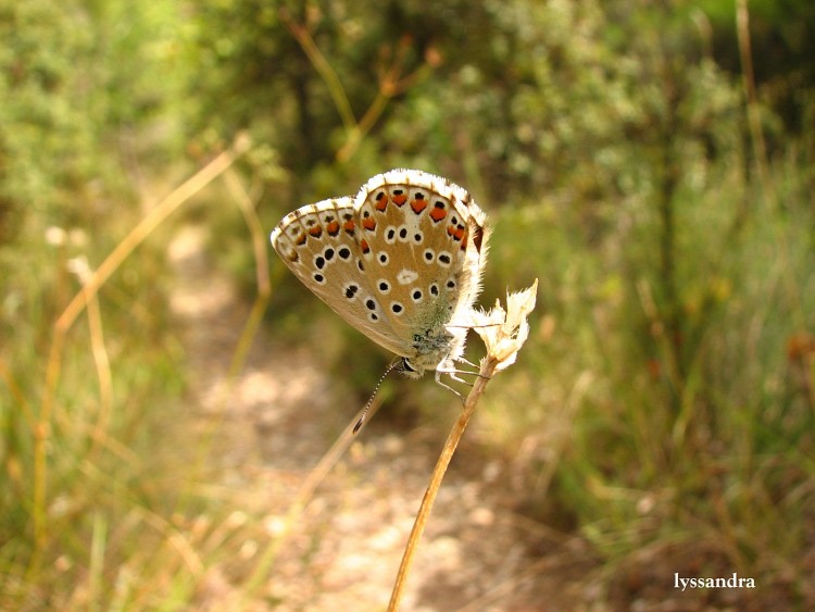 Fonds d'cran Animaux Insectes - Papillons lyssandra