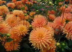 Fonds d'cran Nature au royaume des dahlias