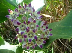 Fonds d'cran Nature Fleurs blanches et violettes ( Guadeloupe )