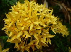 Fonds d'cran Nature Fleurs jaunes ( Guadeloupe )