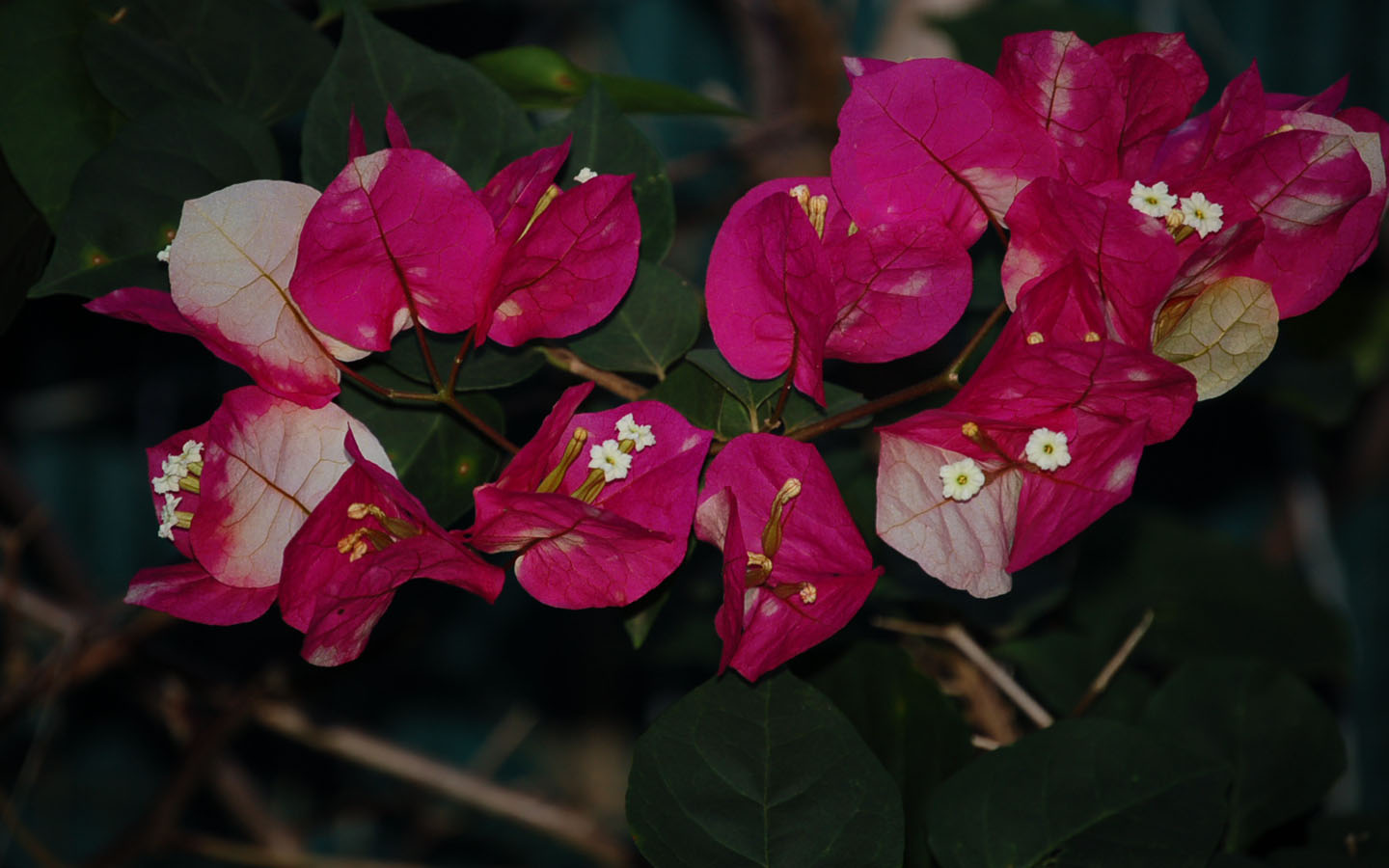 Wallpapers Nature Flowers bouguinvillier double