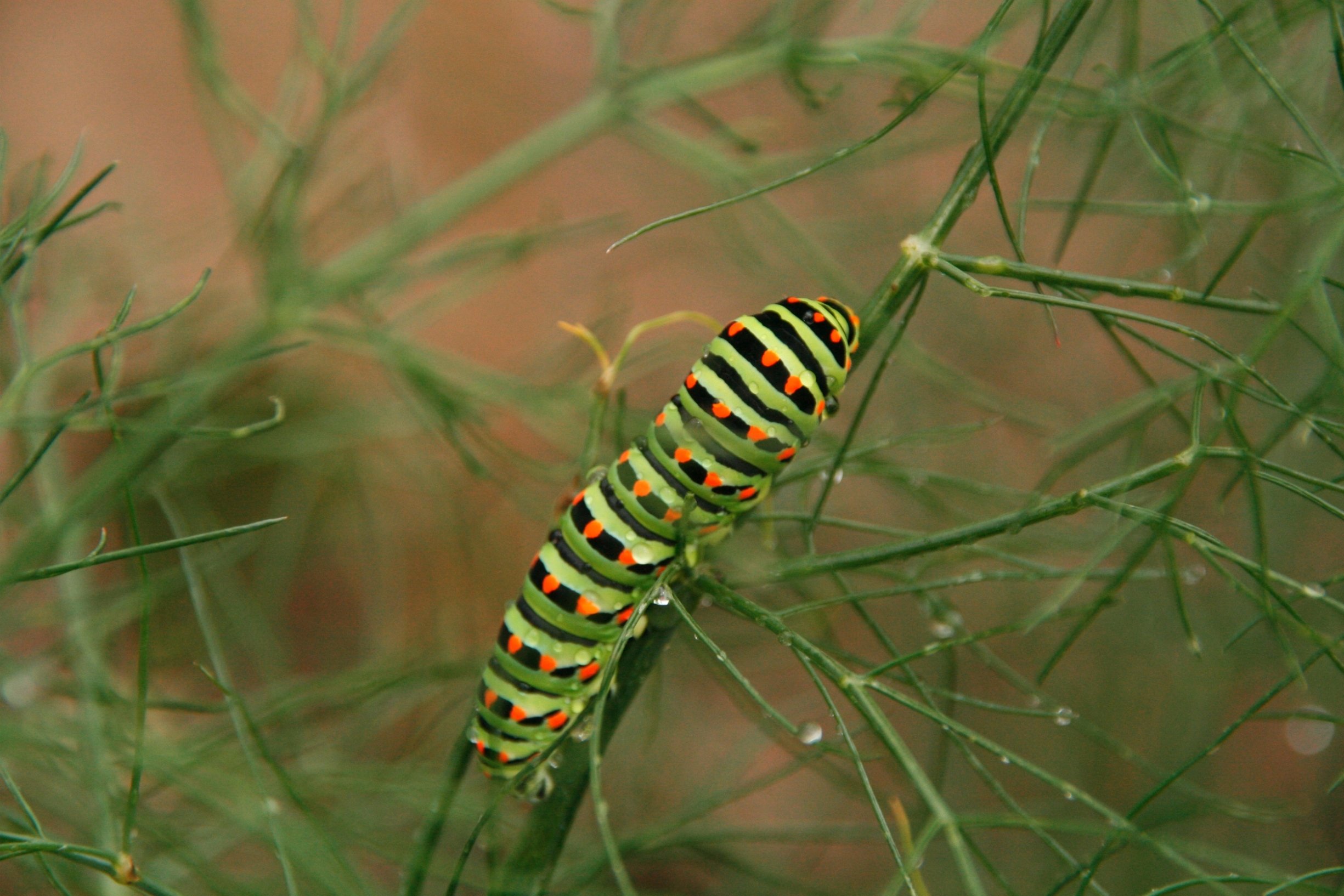 Fonds d'cran Animaux Insectes - Chenilles Chenille au jardin