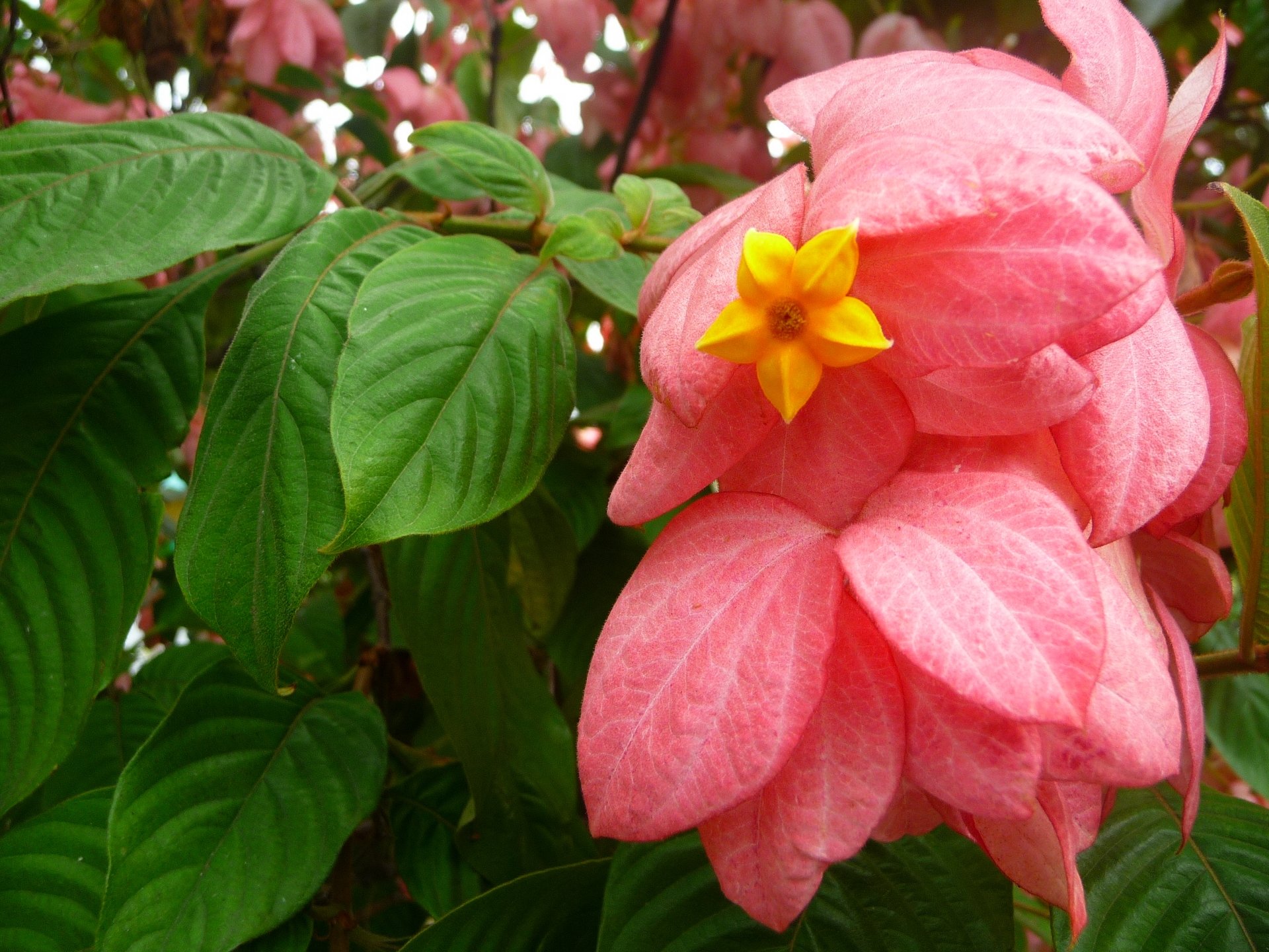 Fonds d'cran Nature Fleurs Fleur jaune ( Guadeloupe )