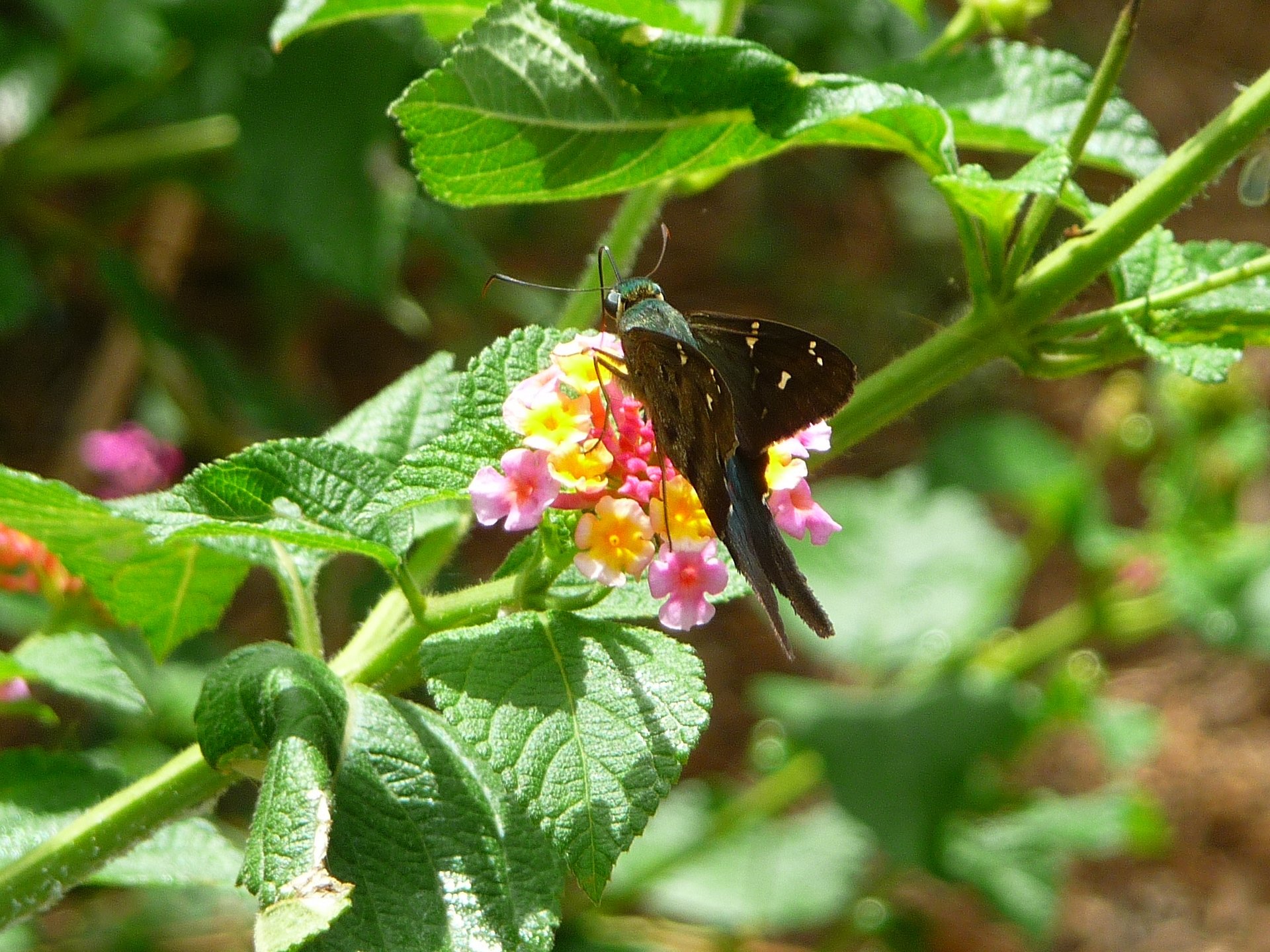 Fonds d'cran Animaux Insectes - Papillons Papillon ( Guadeloupe )