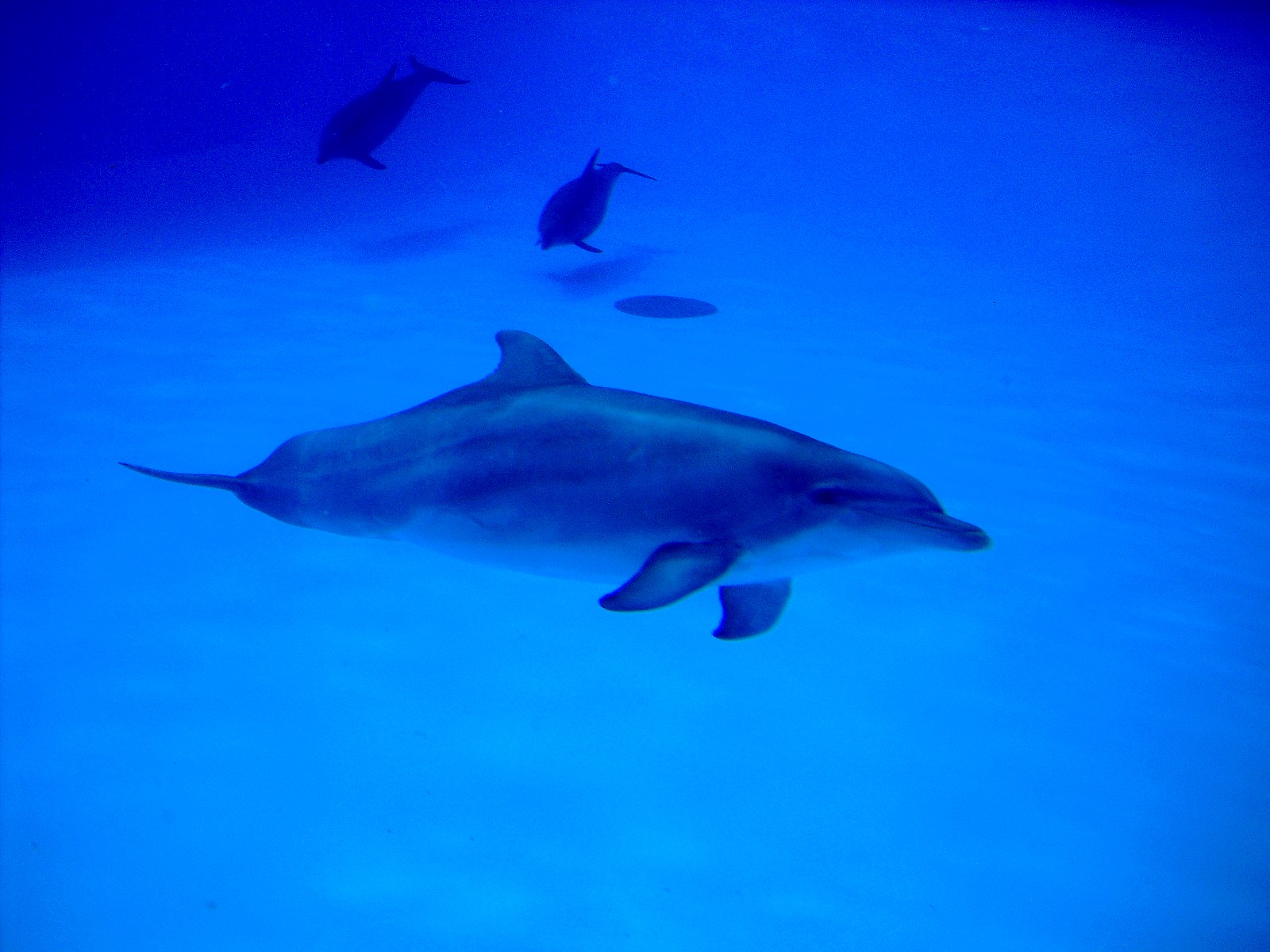 Wallpapers Animals Sealife - Dolphins 