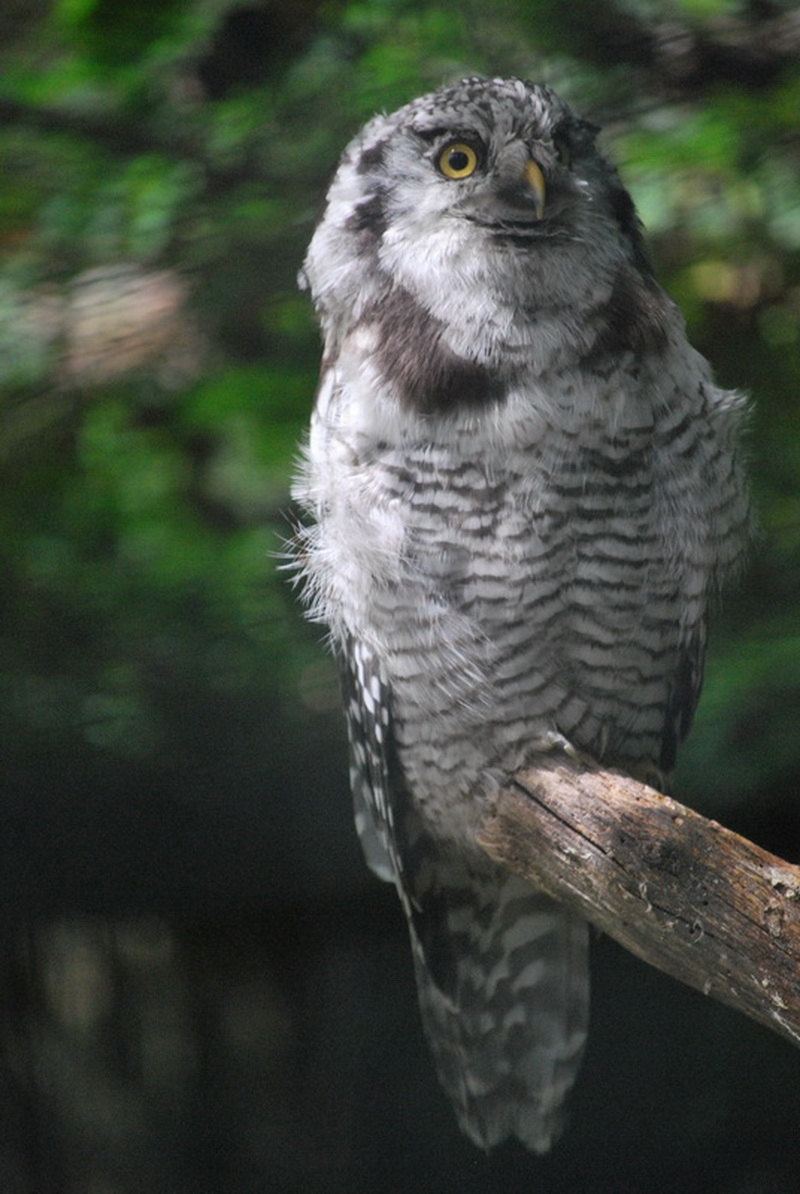 Fonds d'cran Animaux Oiseaux - Hiboux et Chouettes 