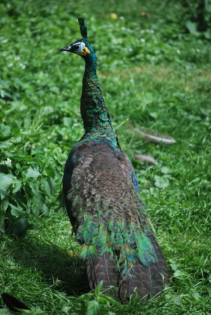 Fonds d'cran Animaux Oiseaux - Faisans 