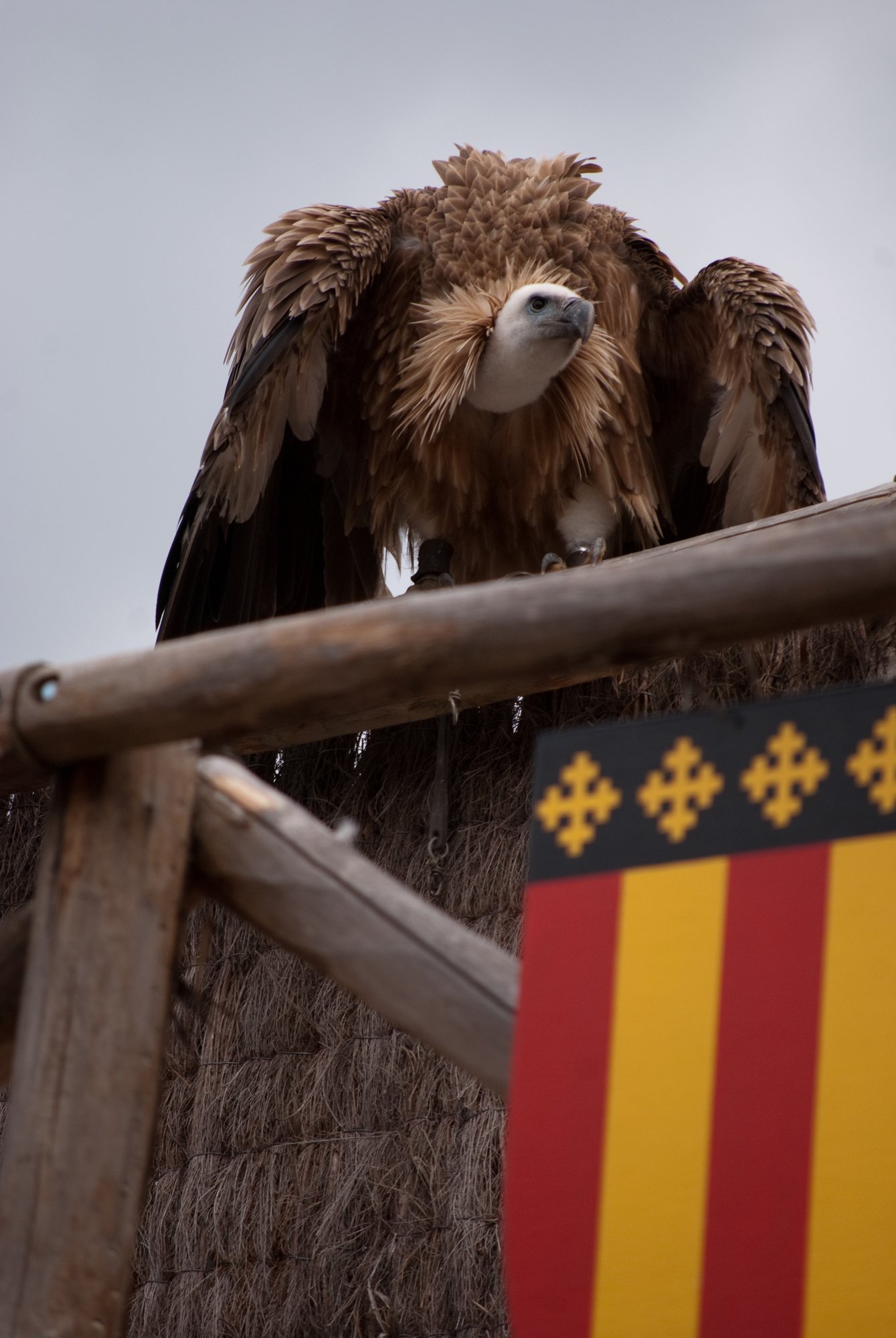 Fonds d'cran Animaux Oiseaux - Vautours spectacle rapaces Amnville