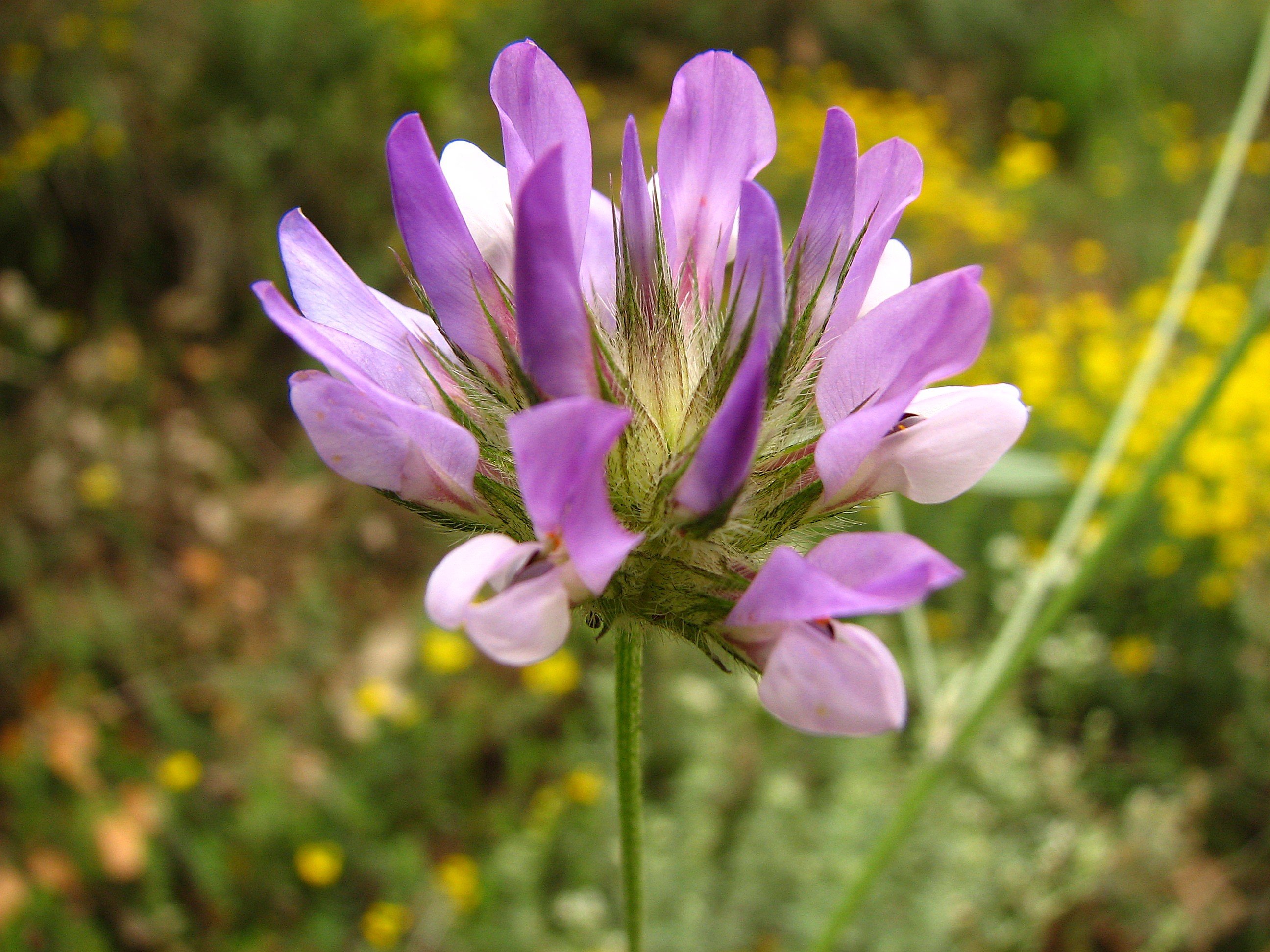 Wallpapers Nature Flowers Trefle bitumineux