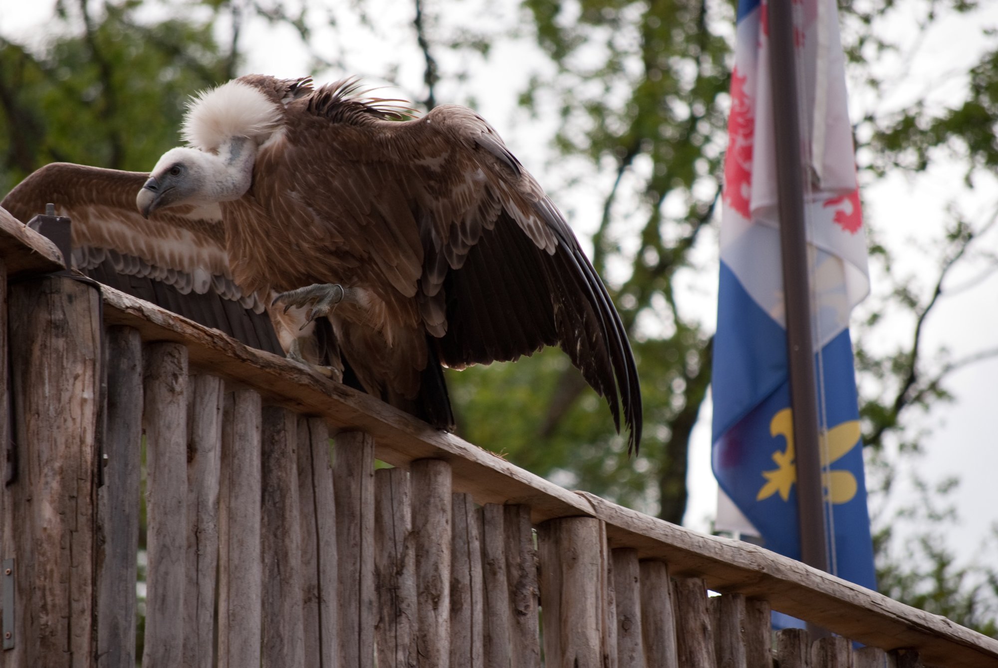 Fonds d'cran Animaux Oiseaux - Vautours spectacle rapaces Amnville