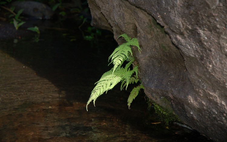 Fonds d'cran Nature Plantes - Arbustes fougre de rocher