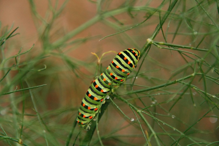 Wallpapers Animals Insects - Caterpillars Chenille au jardin