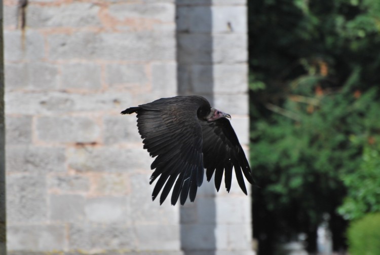 Wallpapers Animals Birds - Eagles Rapace en plein vol