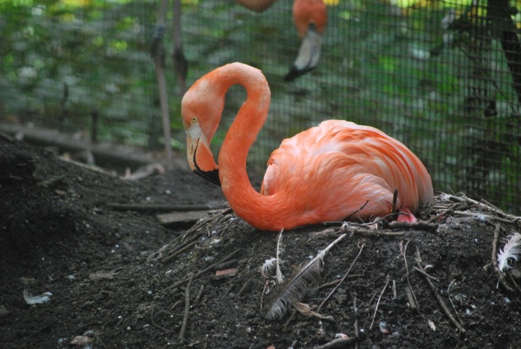 Wallpapers Animals Birds - Flamingos Flamant rose