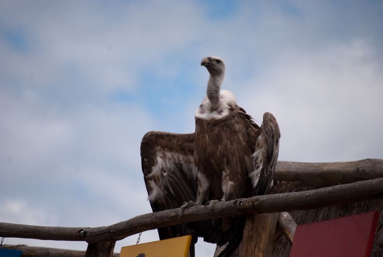 Fonds d'cran Animaux Oiseaux - Vautours spectacle rapaces Amnville