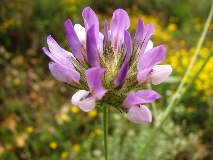 Wallpapers Nature Flowers Trefle bitumineux