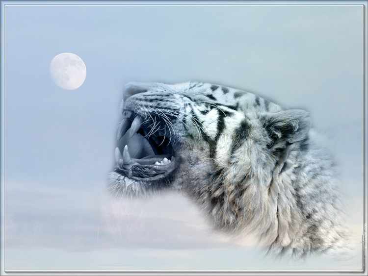 Wallpapers Animals Felines - Tigers tigre lune