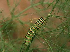 Wallpapers Animals Chenille au jardin