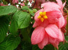 Fonds d'cran Nature Fleur jaune ( Guadeloupe )