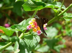 Fonds d'cran Animaux Papillon ( Guadeloupe )