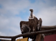 Wallpapers Animals spectacle rapaces Amnville