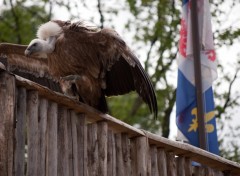 Wallpapers Animals spectacle rapaces Amnville