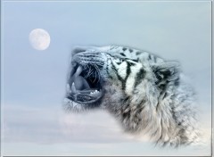 Wallpapers Animals tigre lune