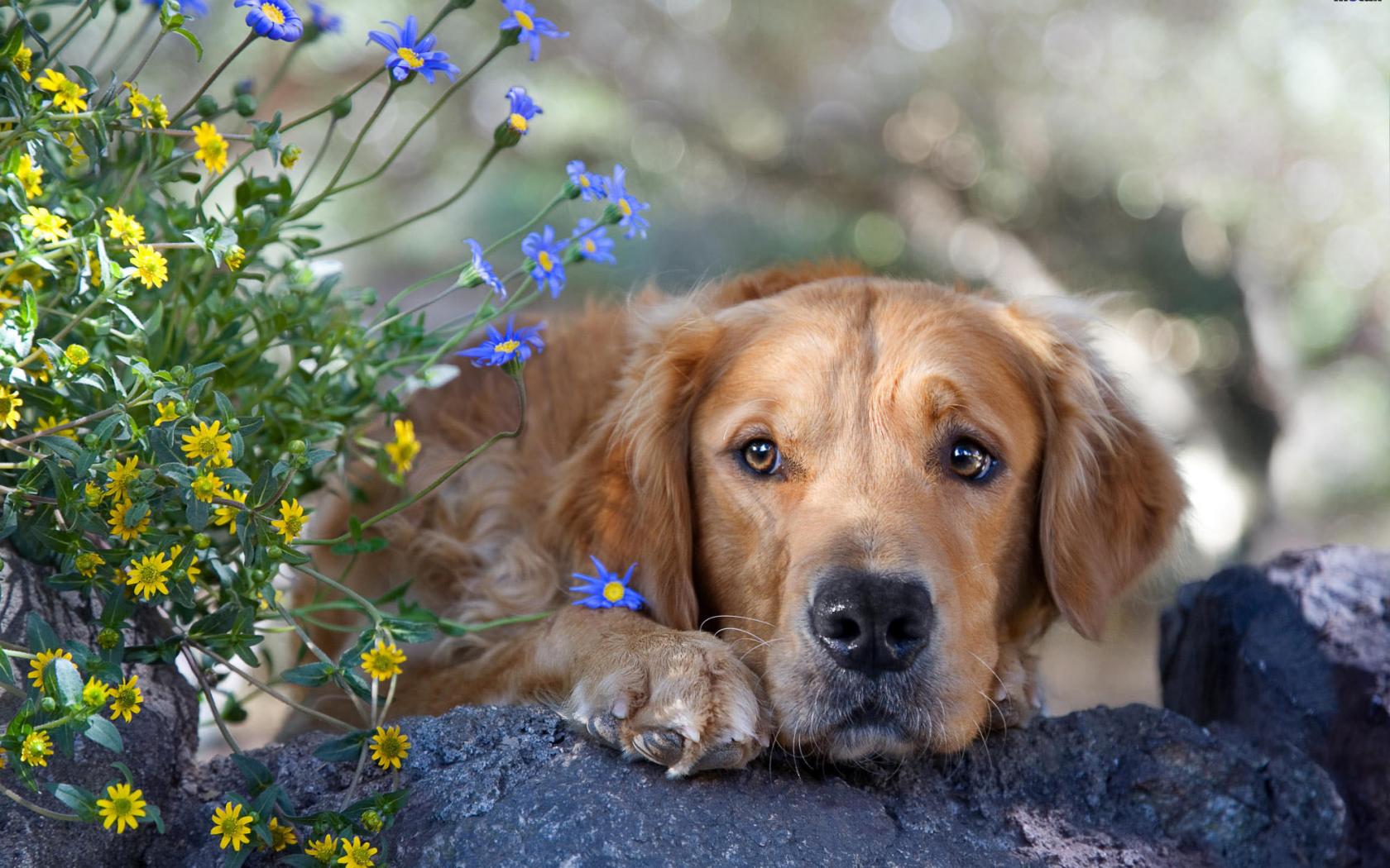 Fonds d'cran Animaux Chiens Chiens relax