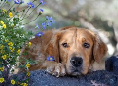 Fonds d'cran Animaux Chiens relax