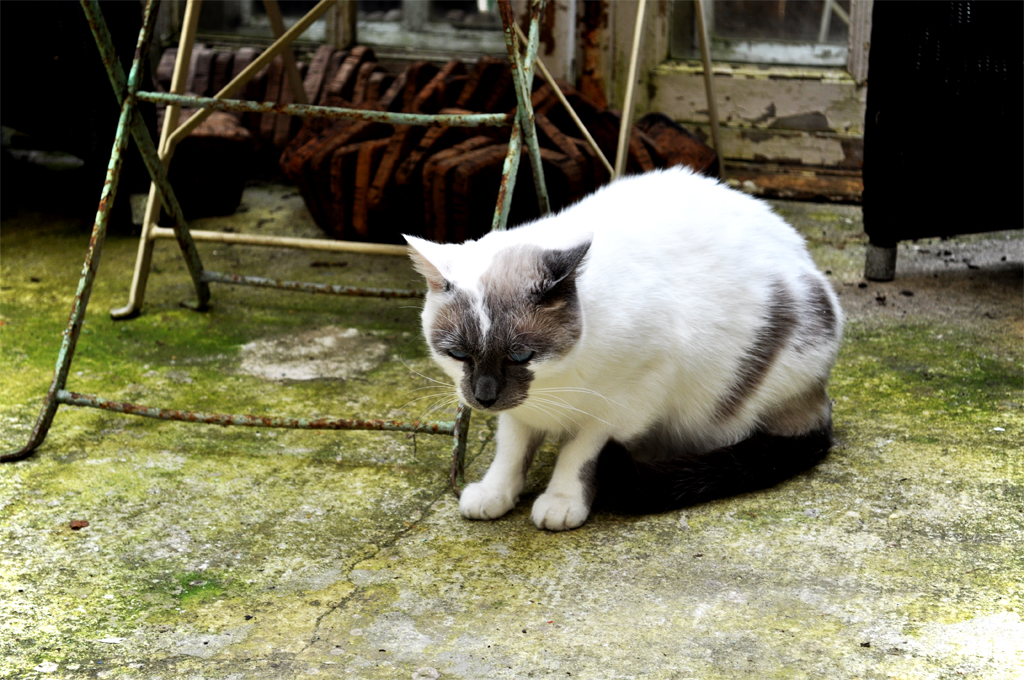 Fonds d'cran Animaux Chats - Chatons Repos