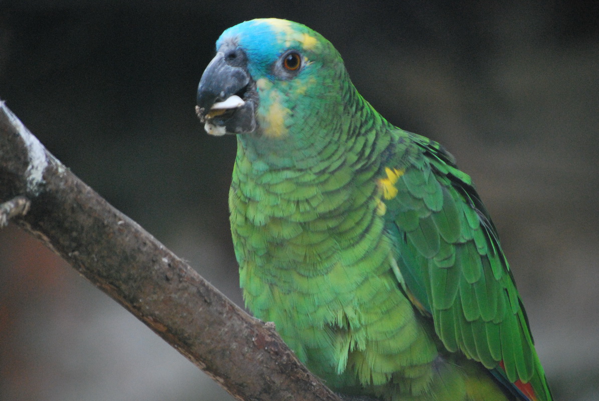 Fonds d'cran Animaux Oiseaux - Perroquets 