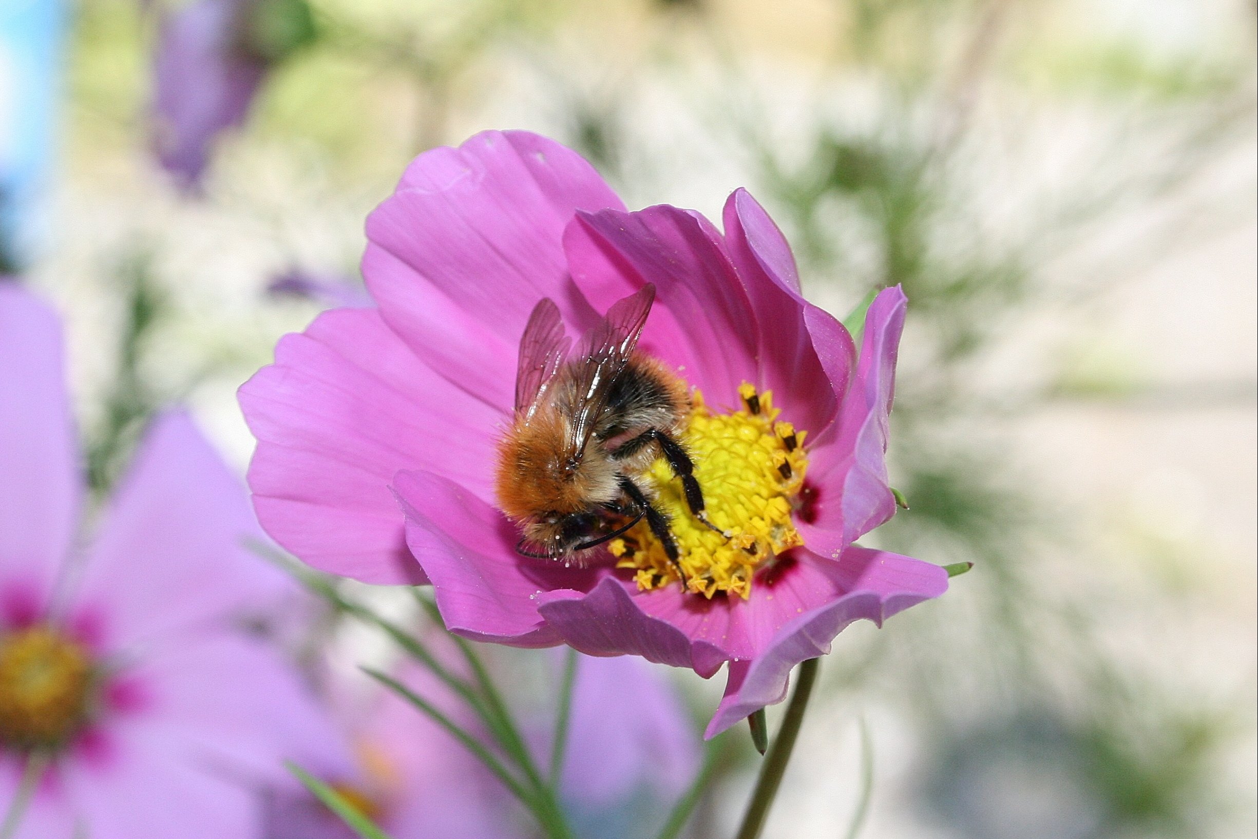 Fonds d'cran Animaux Insectes - Abeilles Gupes ... tout en douceur