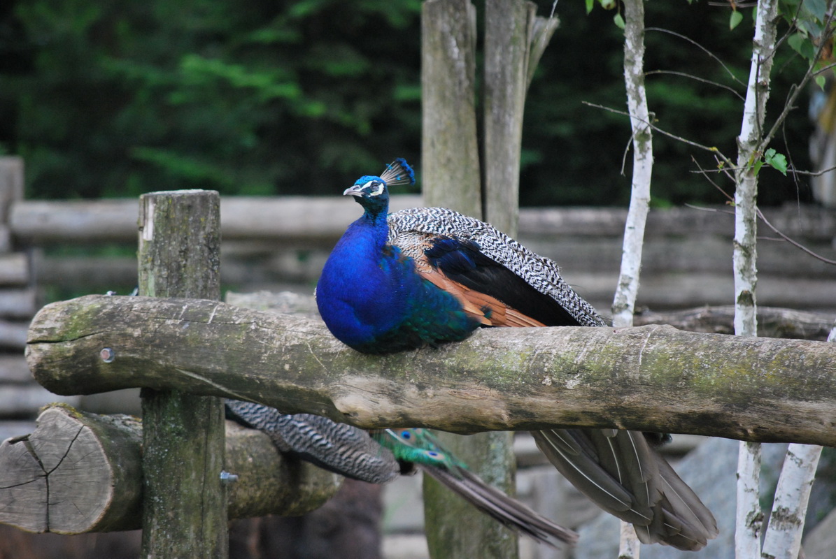 Wallpapers Animals Birds - Peacocks 