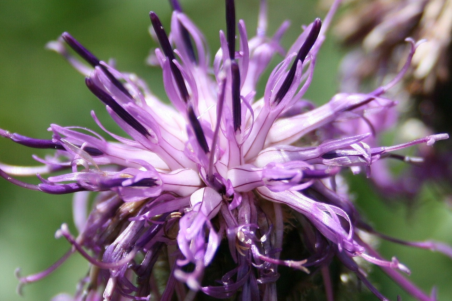 Wallpapers Nature Flowers Merveille de la nature