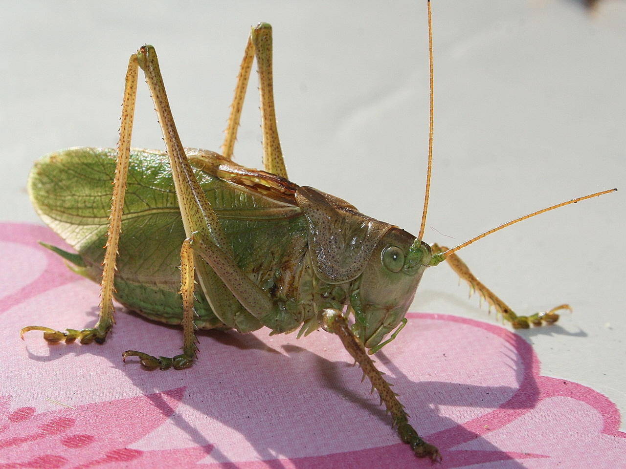 Fonds d'cran Animaux Insectes - Sauterelles et Criquets Sauterelle