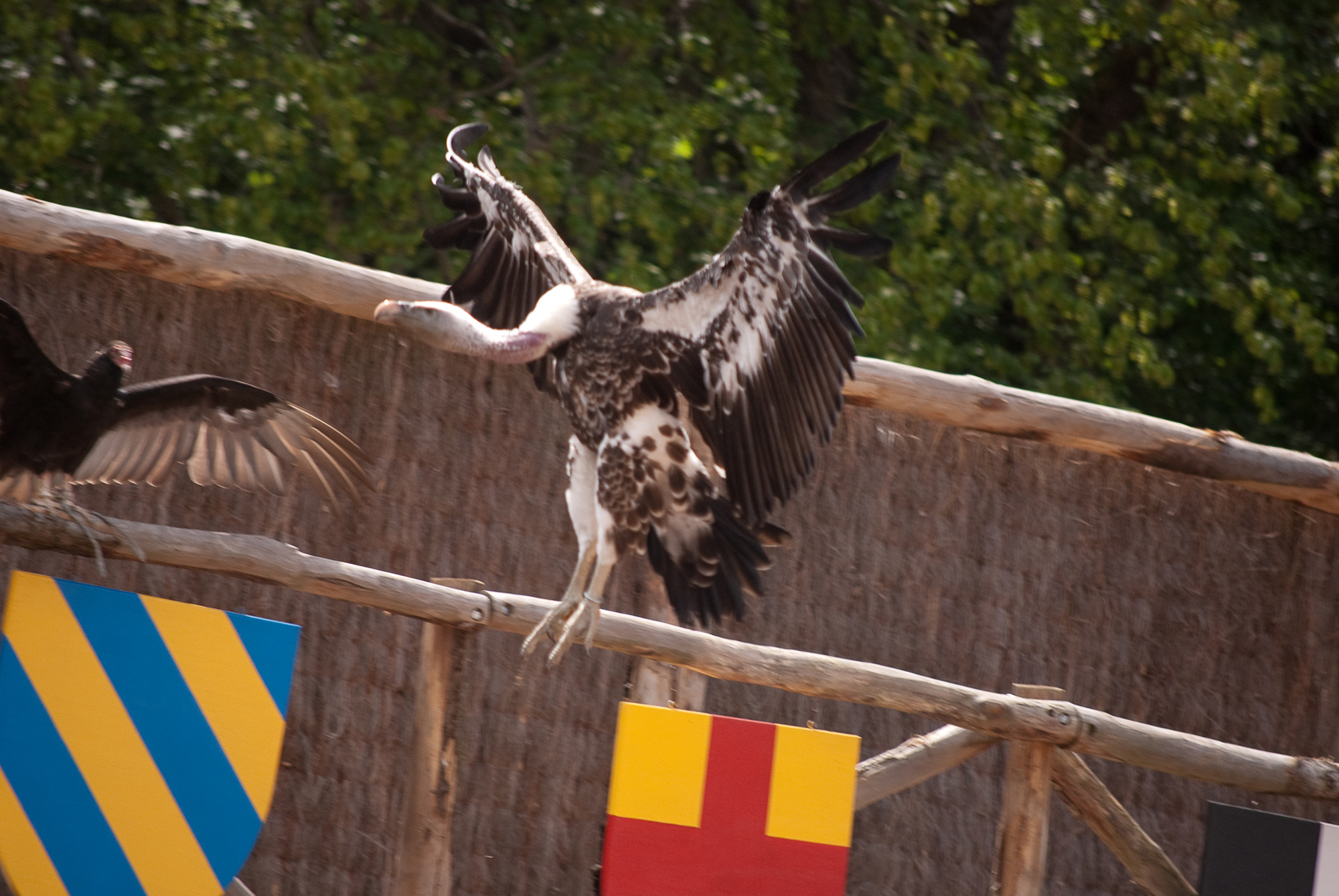 Wallpapers Animals Birds - Raptors spectacle rapaces Amnville