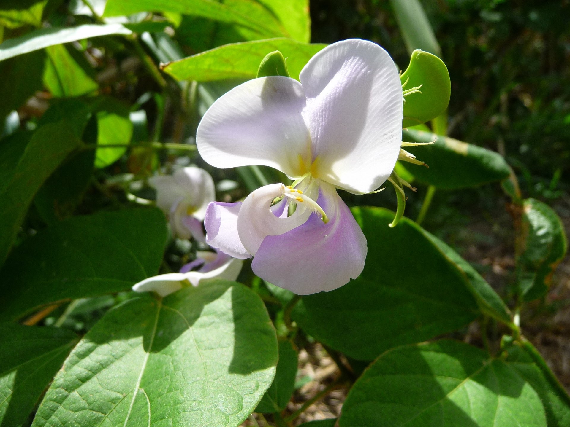 Fonds d'cran Nature Fleurs Orchide sauvage ( Guadeloupe )