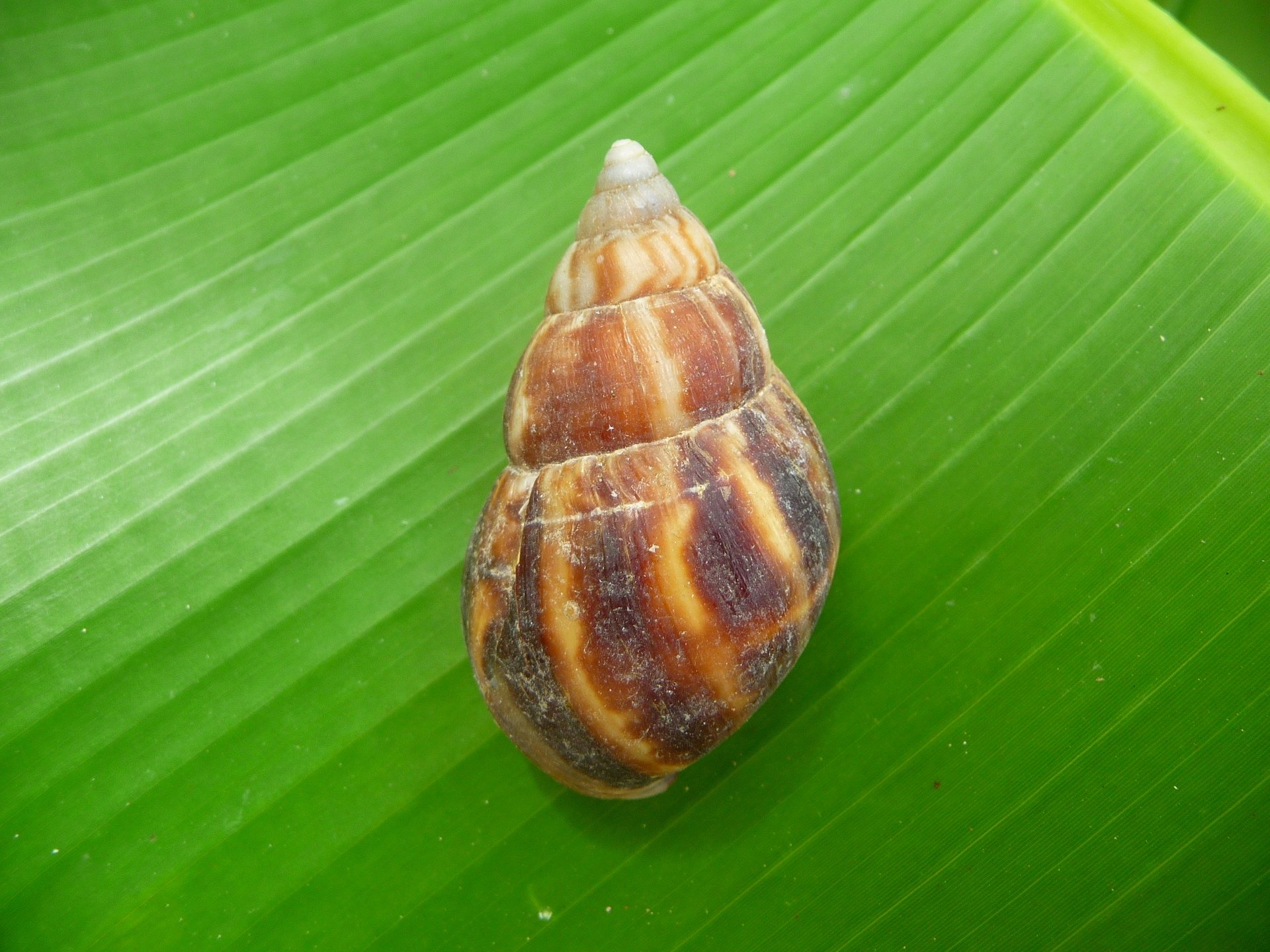 Wallpapers Animals Snails - Slugs Escargot ( Guadeloupe )