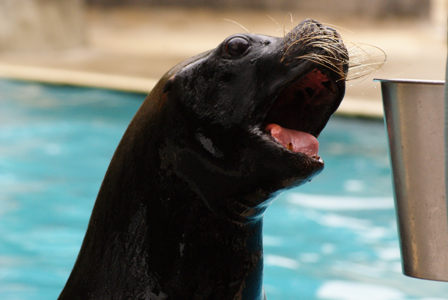 Fonds d'cran Animaux Vie marine - Otaries 