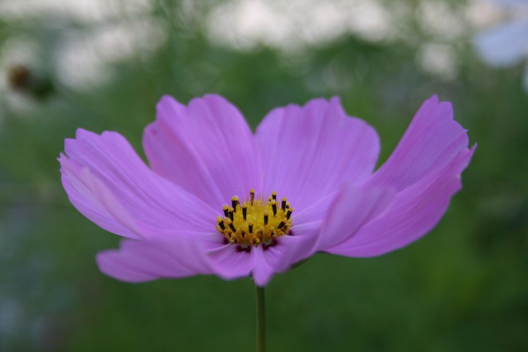 Fonds d'cran Nature Fleurs Vaporeuse