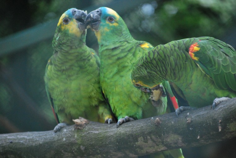 Fonds d'cran Animaux Oiseaux - Perroquets On a faim!