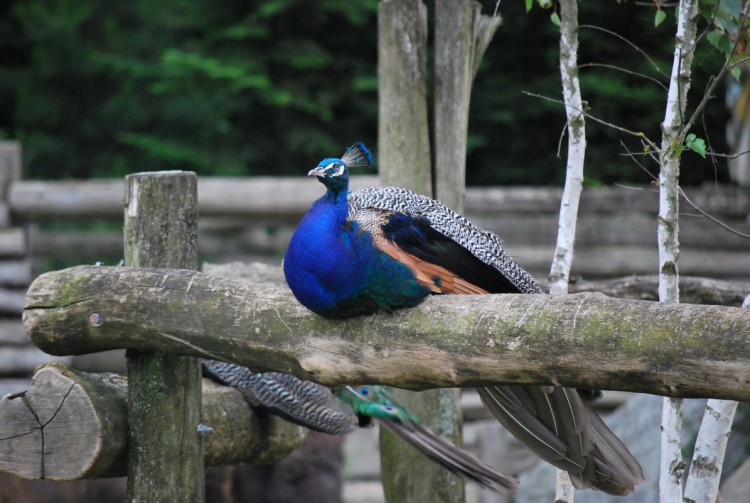 Wallpapers Animals Birds - Peacocks Wallpaper N242973