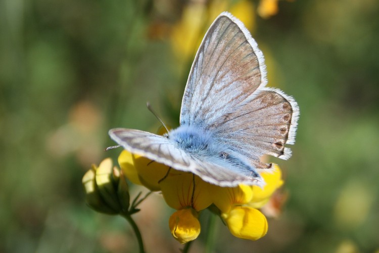Wallpapers Animals Insects - Butterflies Papillon bleu clair