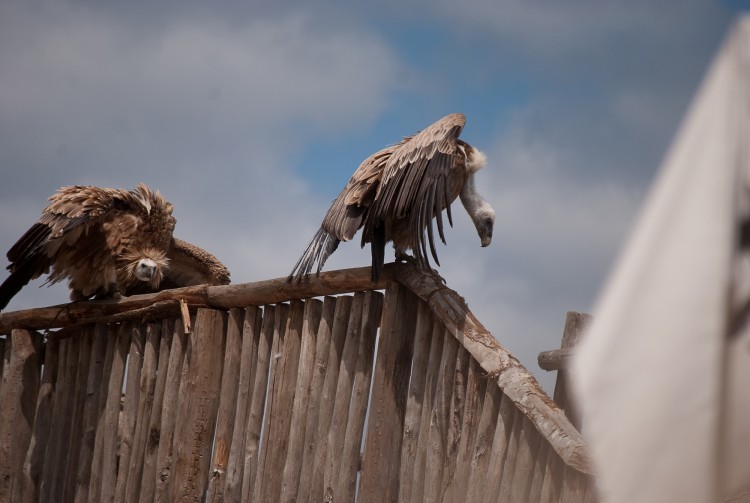 Wallpapers Animals Birds - Vultures spectacle rapaces Amnville