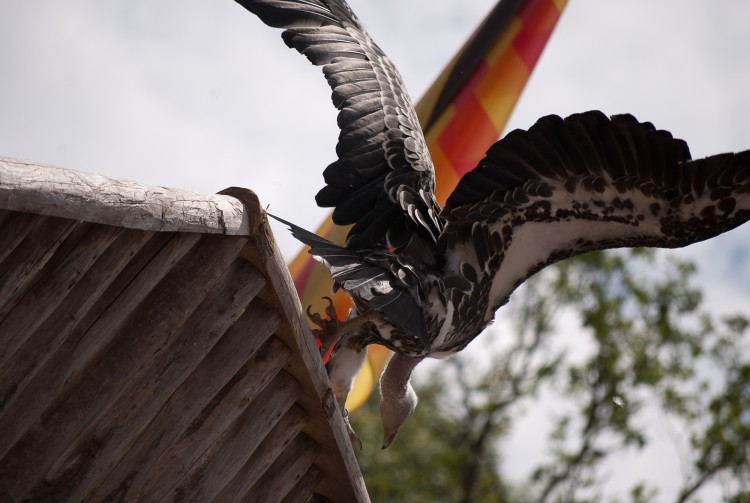 Fonds d'cran Animaux Oiseaux - Rapaces divers spectacle rapaces Amnville