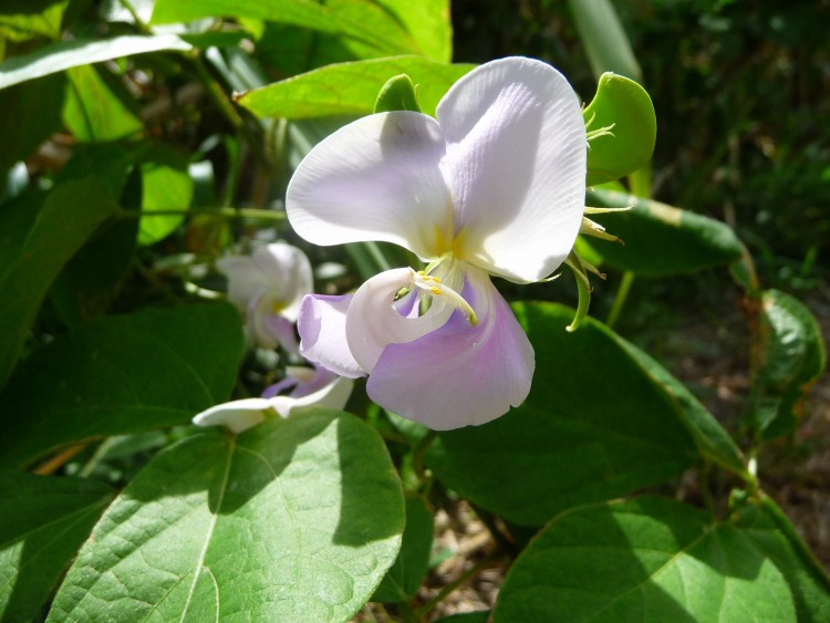 Fonds d'cran Nature Fleurs Orchide sauvage ( Guadeloupe )