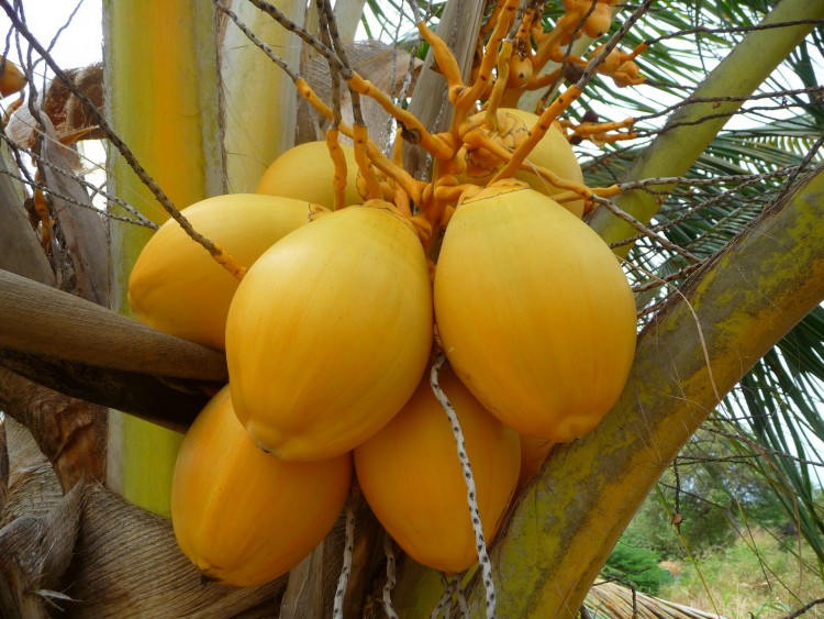 Fonds d'cran Nature Fruits Noix de coco ( Guadeloupe )