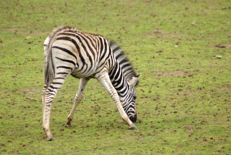 Fonds d'cran Animaux Zbres Le zebre